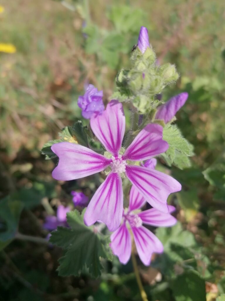 Malva sylvestris