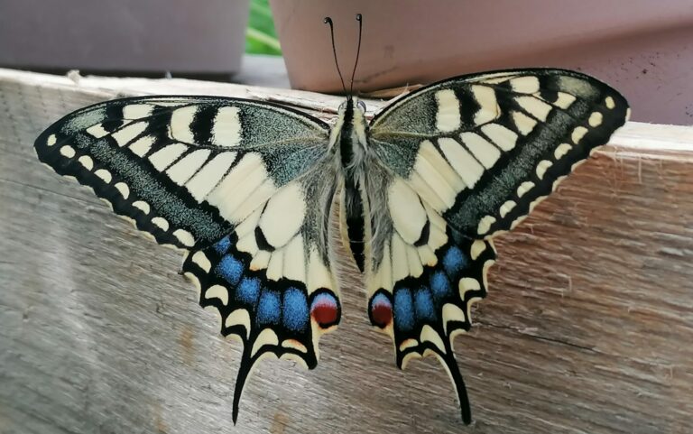 Papilio machaon