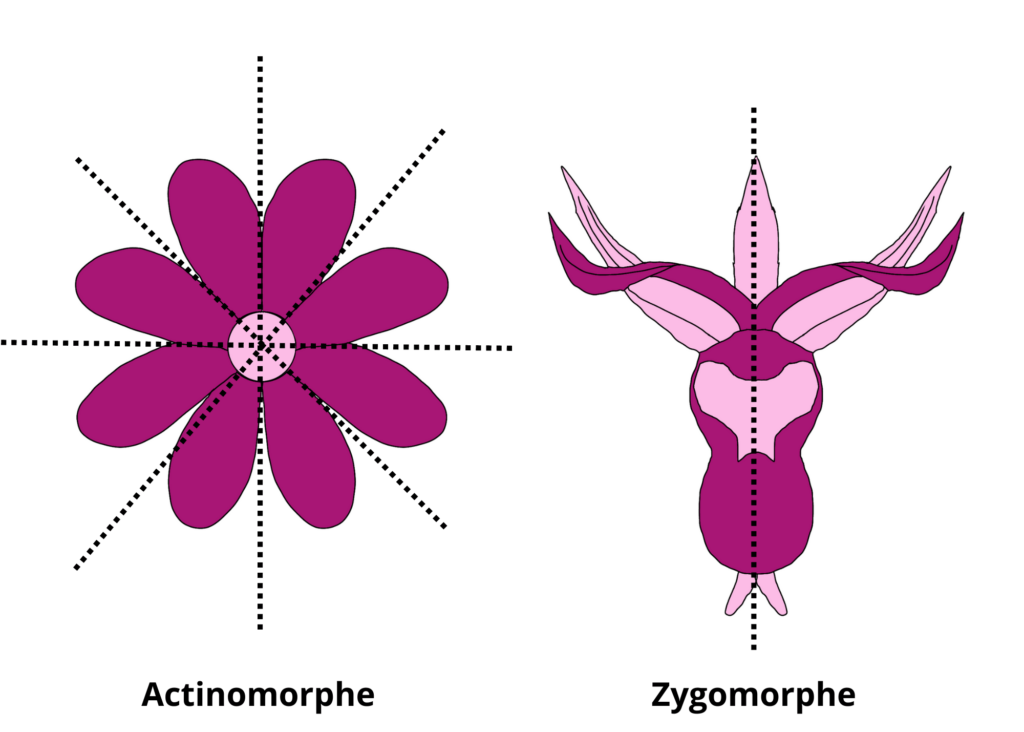 Actinomorphe et zygomorphe