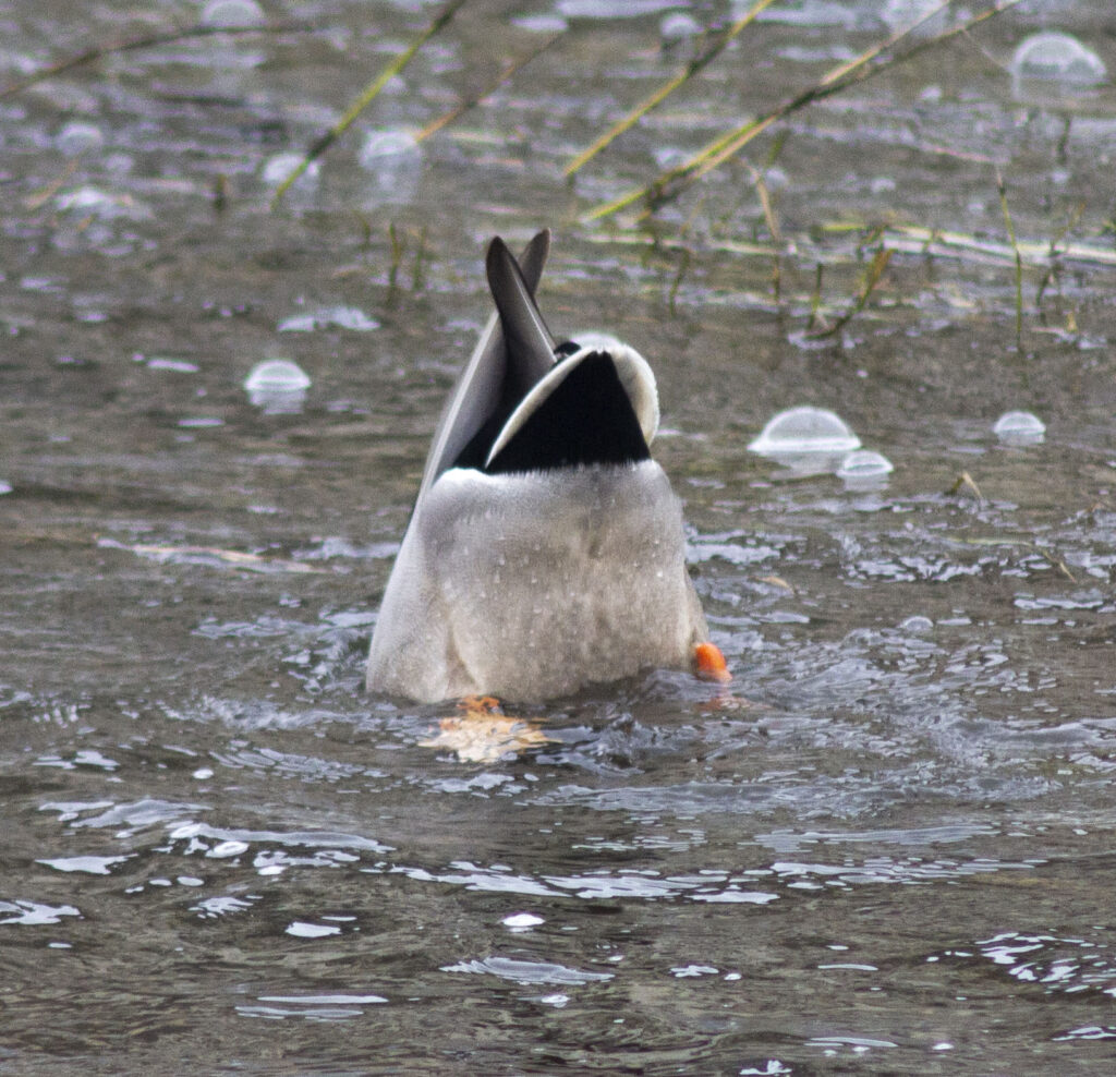 Canard