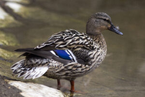 Canard colvert