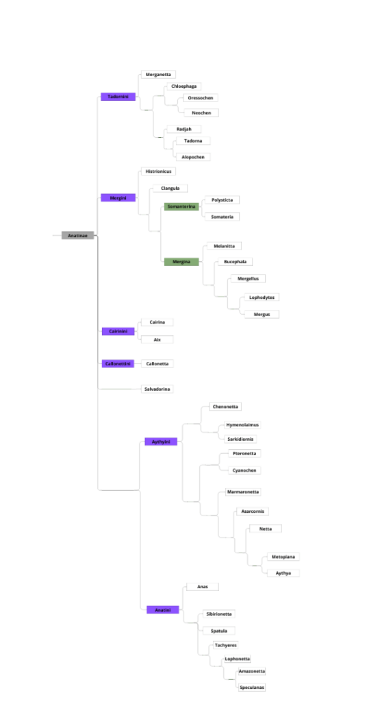 Classification 2/2