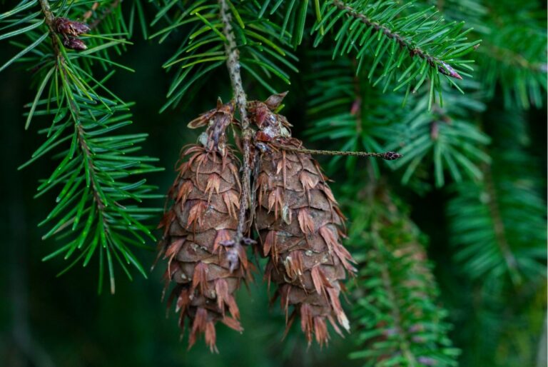 Pseudotsuga menziesii