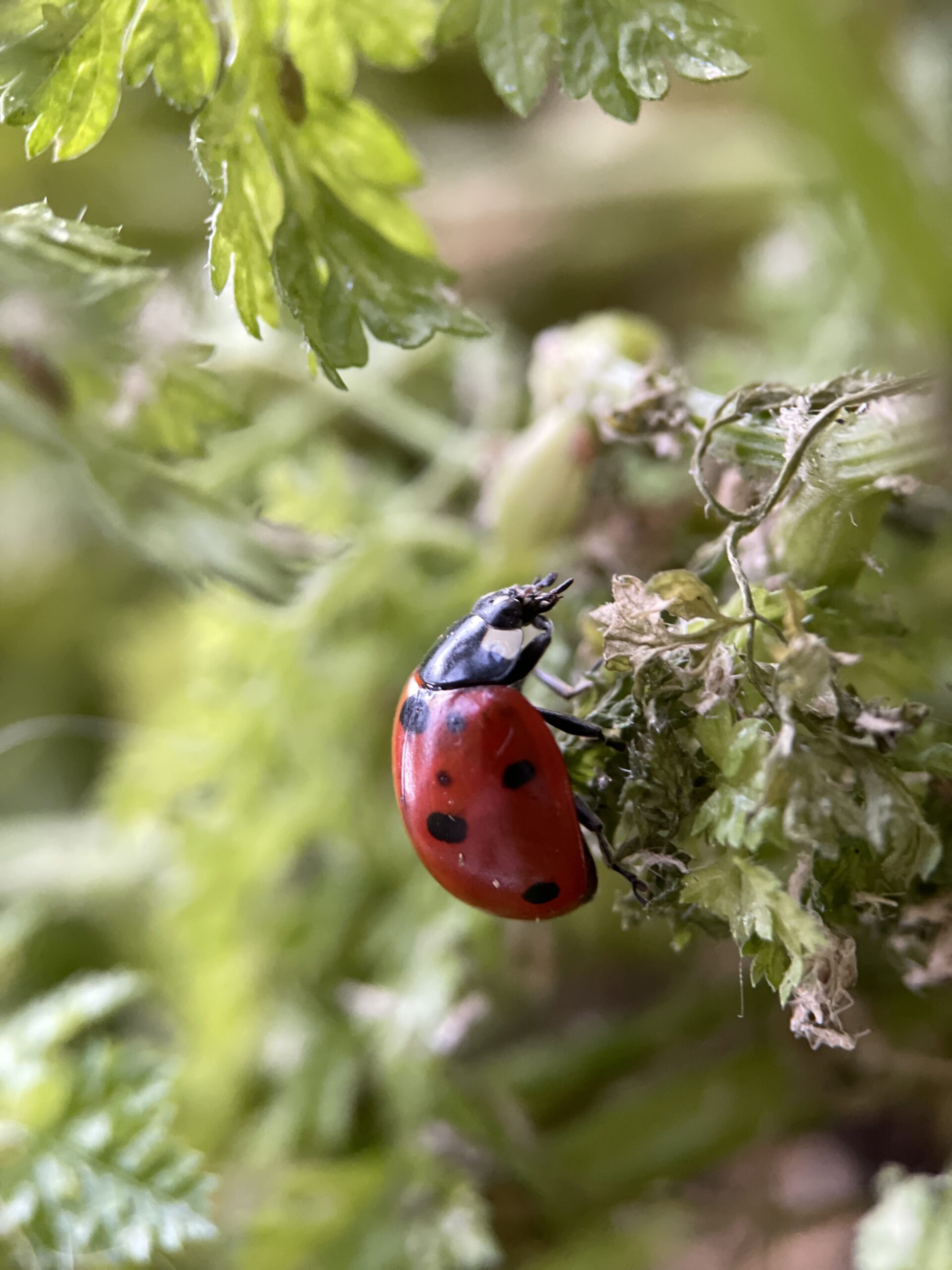 Coccinelle