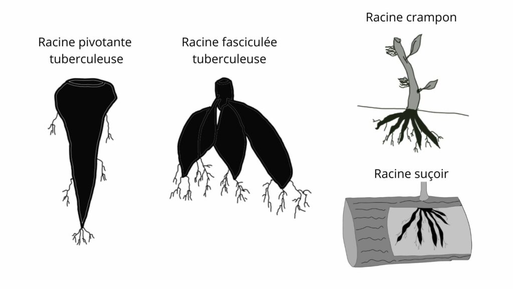 Adaptation des racines