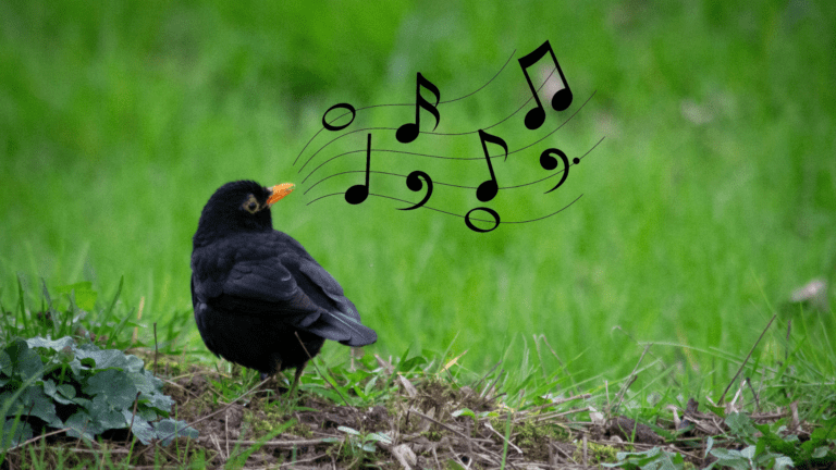 Chant d'oiseaux