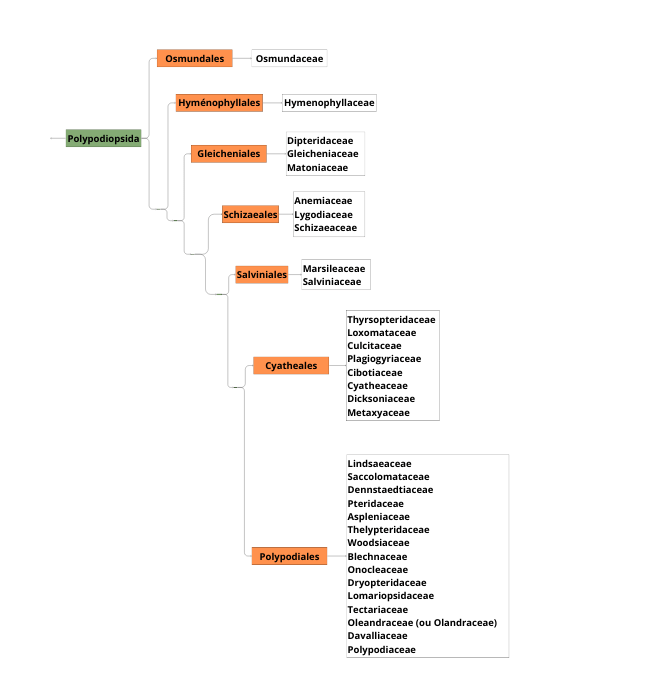 Classification Polypodiopsida