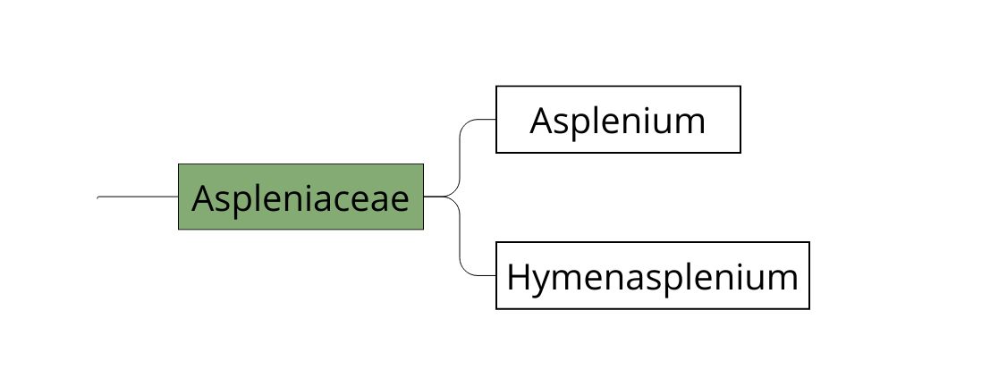 Classification des Aspleniaceae