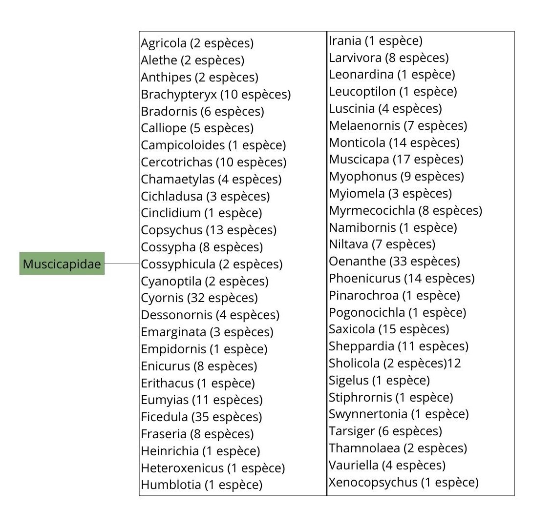 Classification simplifiée des Muscicapidae