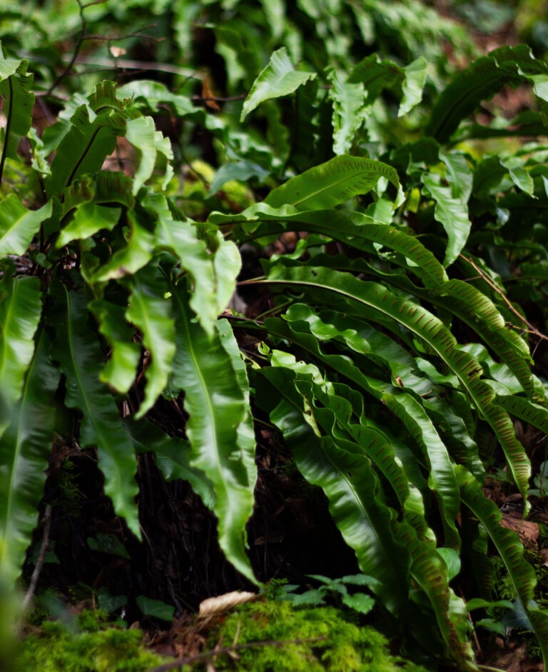 Famille des Asplenium