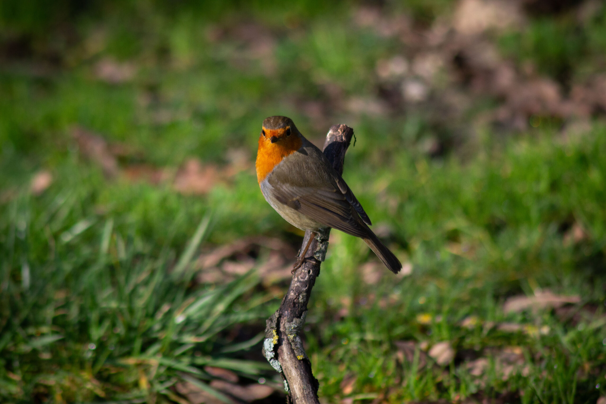 Rouge gorge