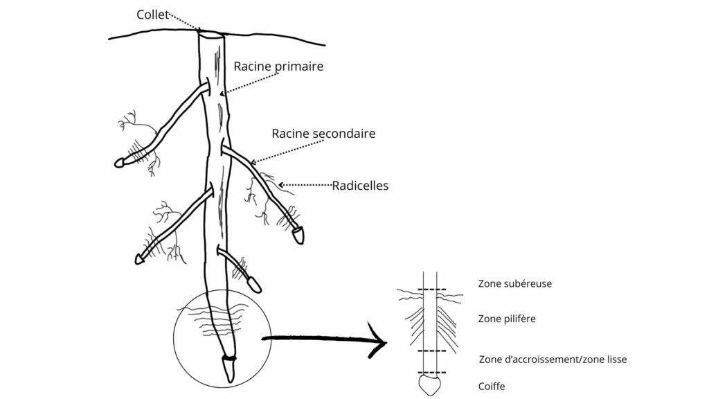 Morphologie racine