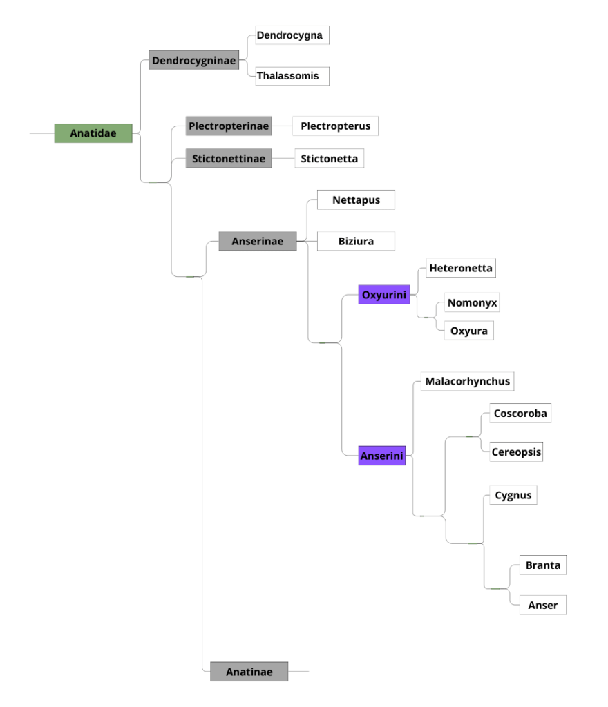 Classification des Anatidae