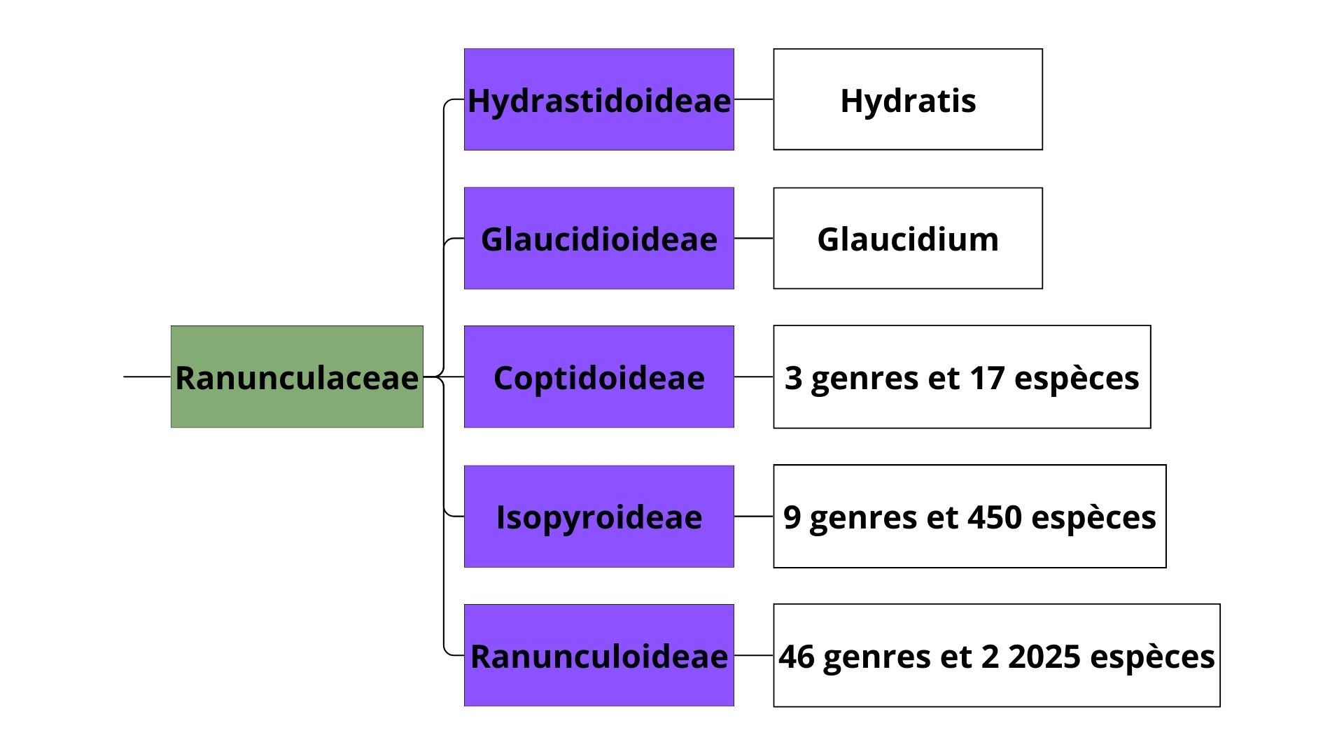 Classification des Ranunculaceae