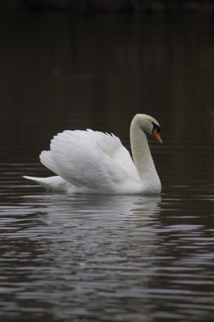 Cygnus olor