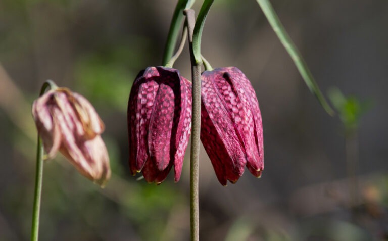 Fleurs