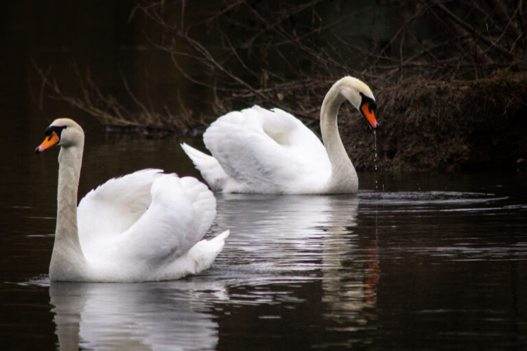 Cygne