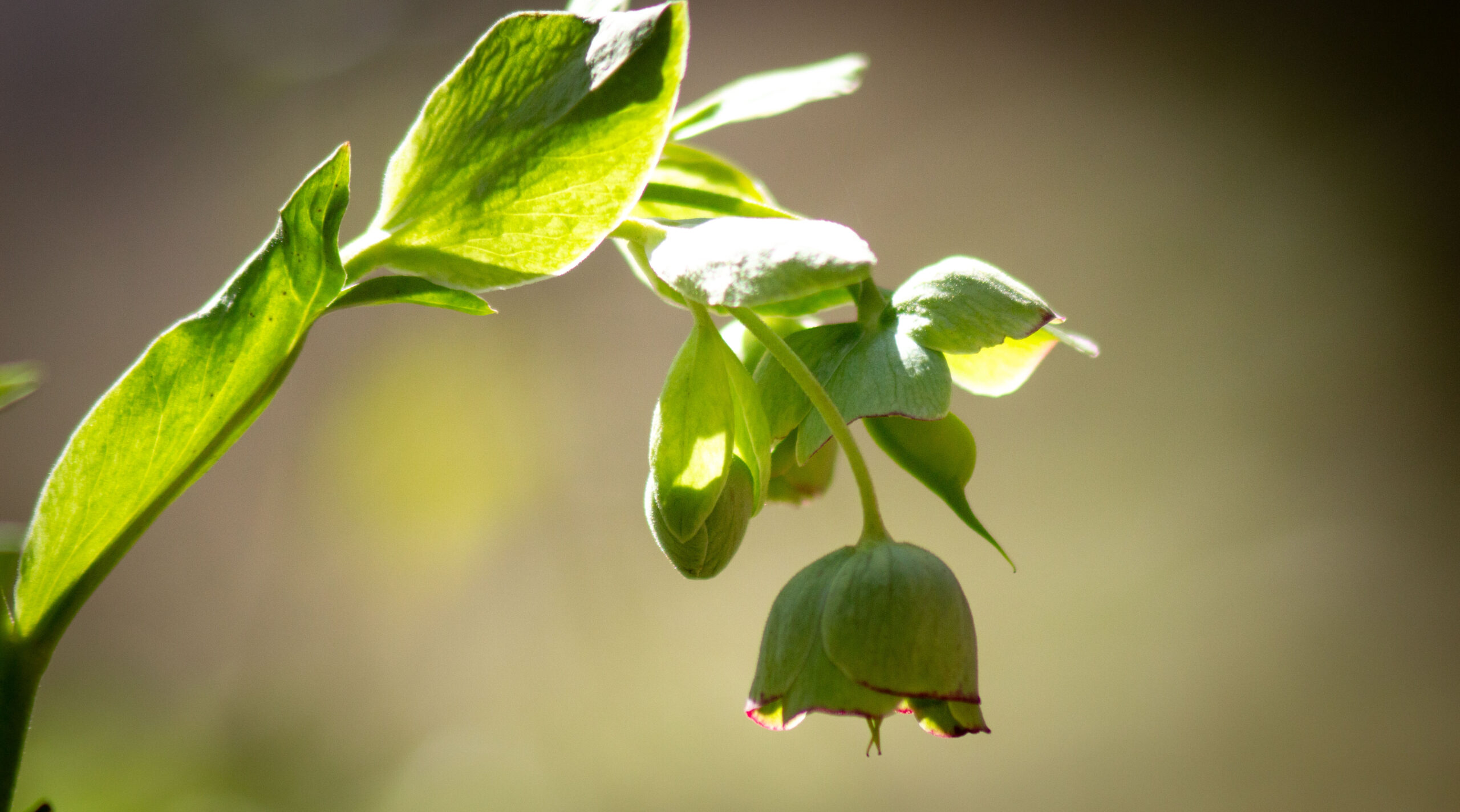 Helleborus foetidus