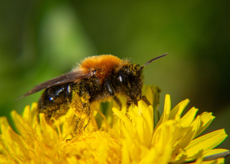 Pollinisateurs