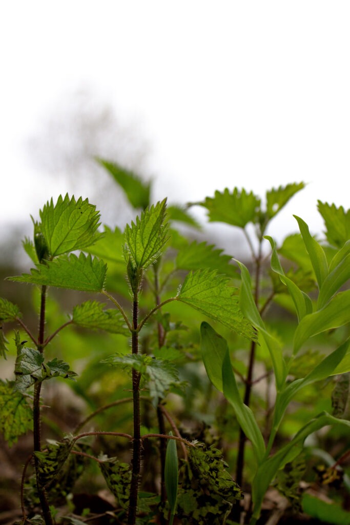 Feuilles caulinaires