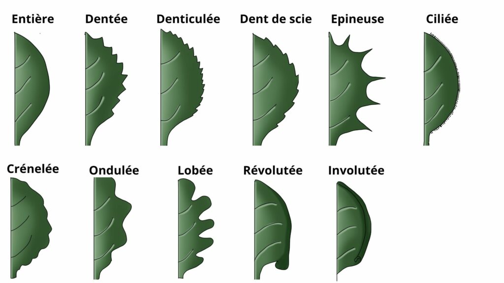 Bordure du limbe