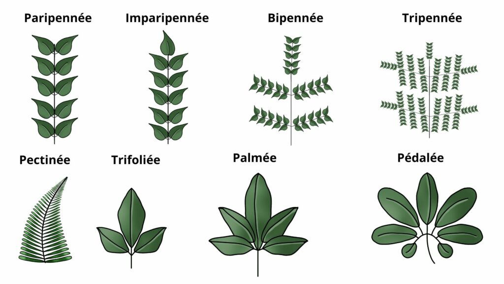 Forme feuille composée