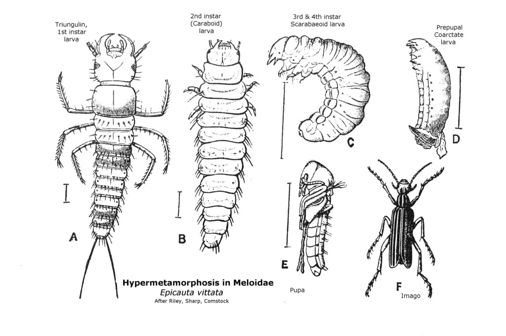 Hypermetamorphosis_in_Meloidae