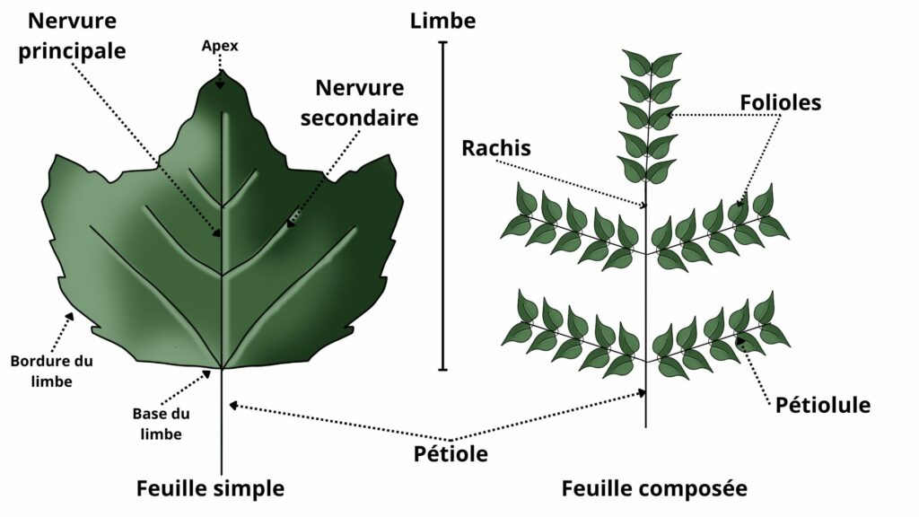 Feuille simple et composée