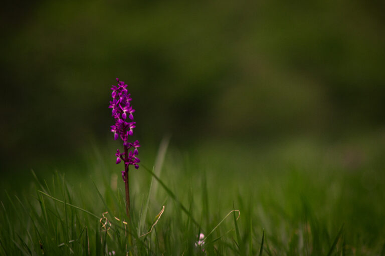 Orchis mascula