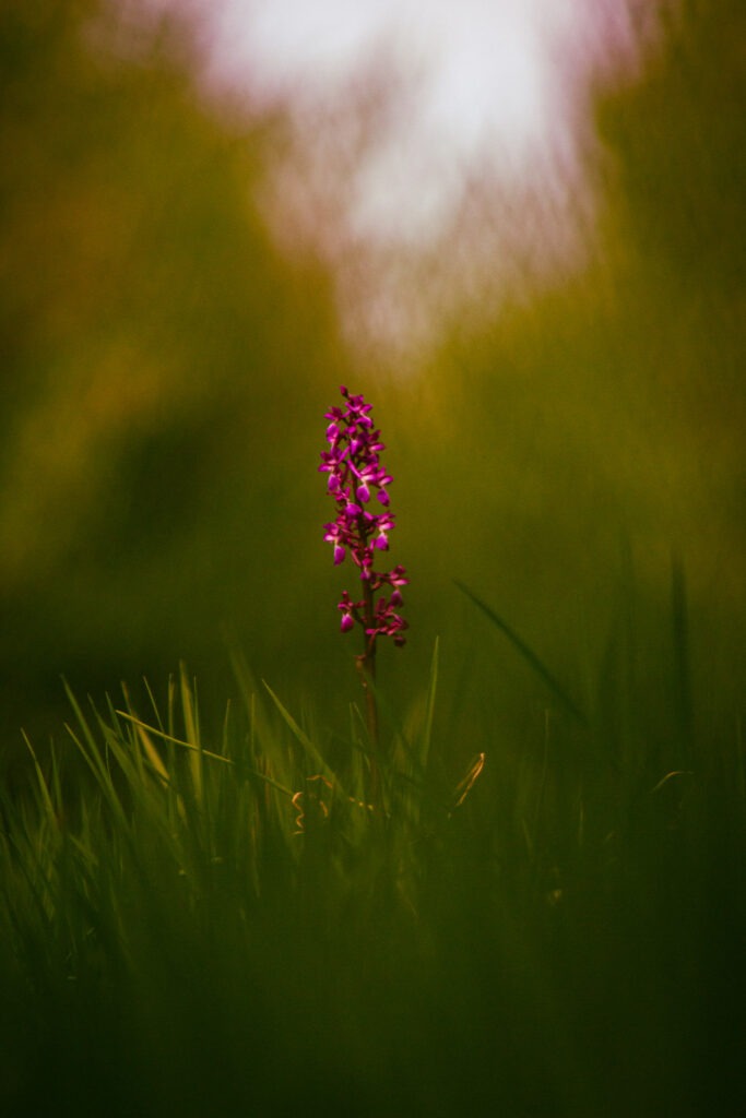 Orchis mascula