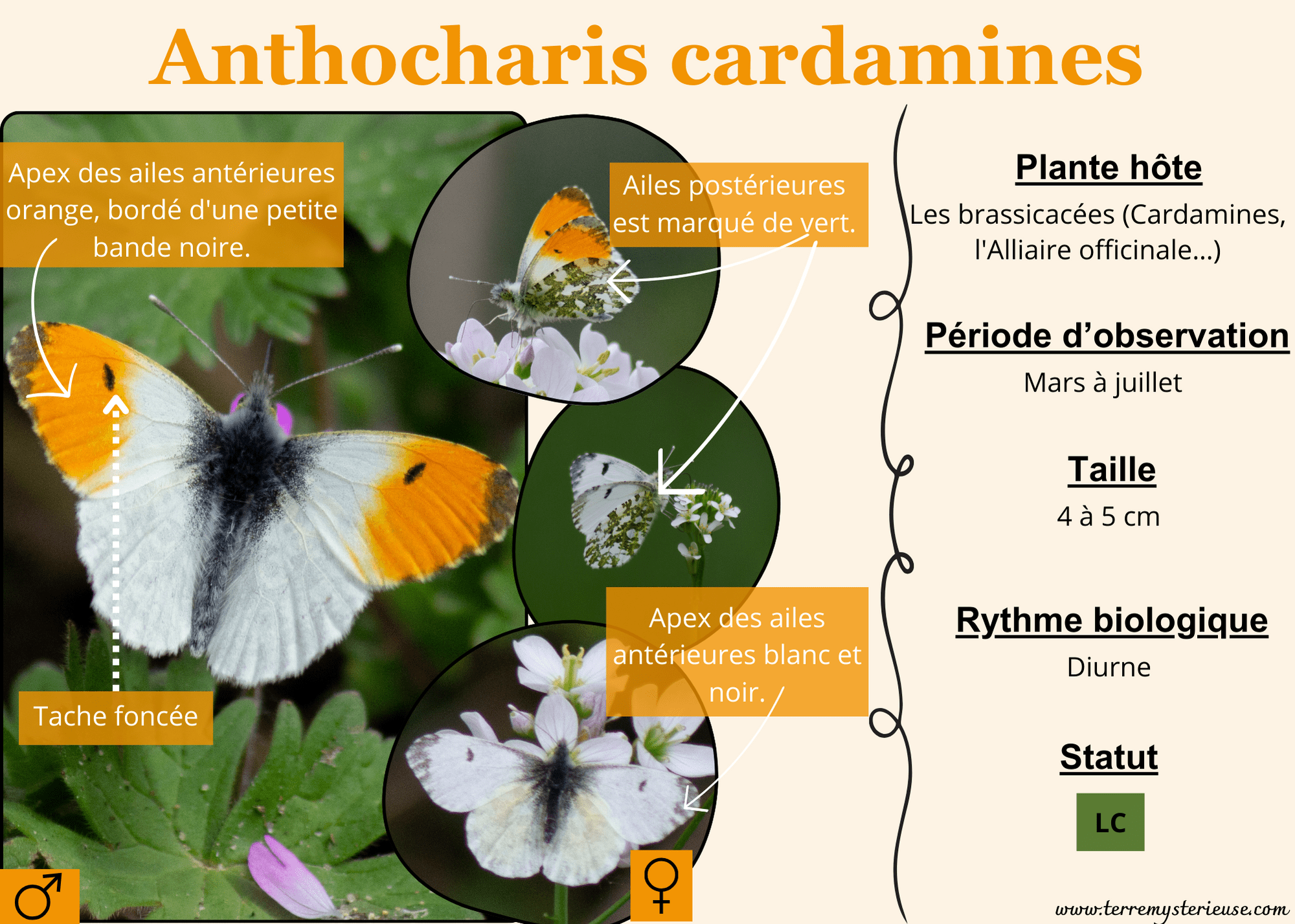 Anthocharis cardamines