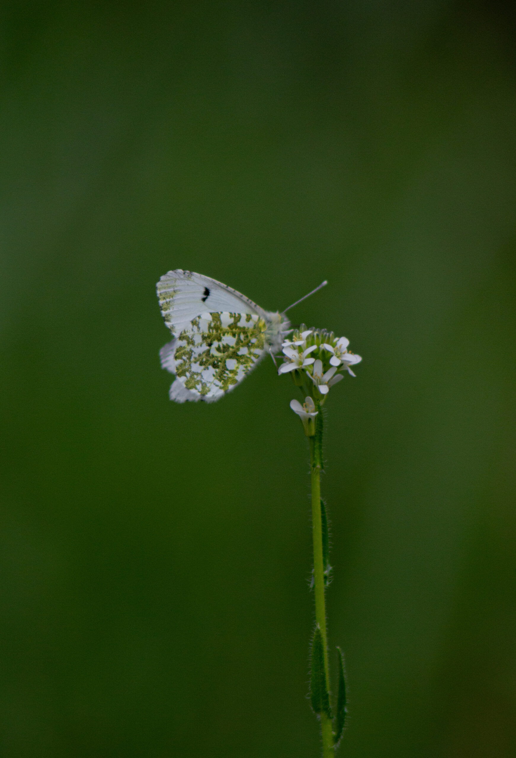 Anthocharis cardamines