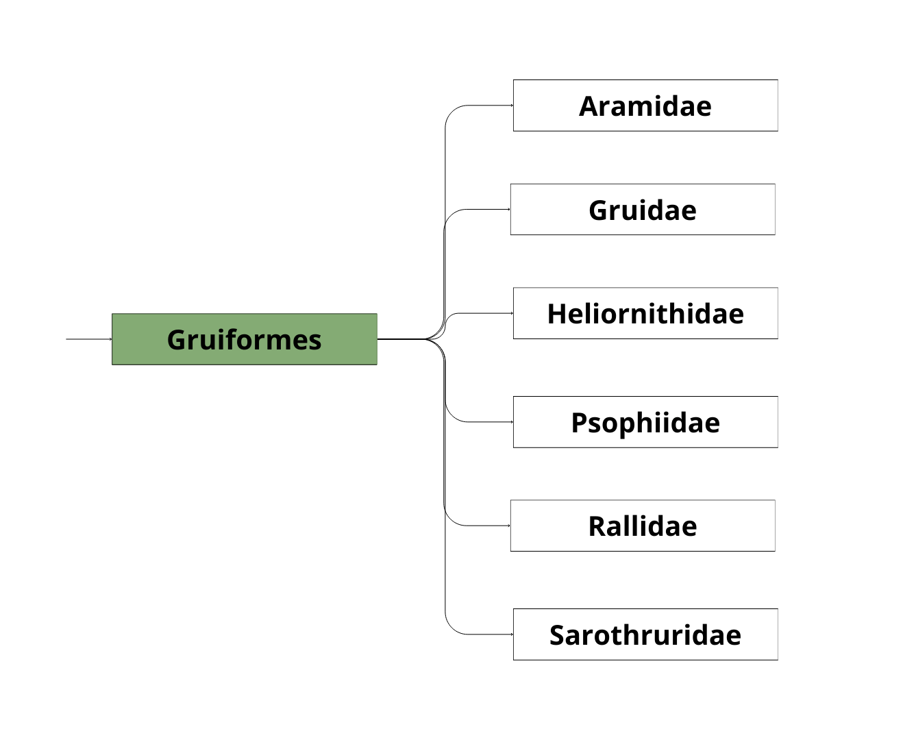 Classification des Gruiformes