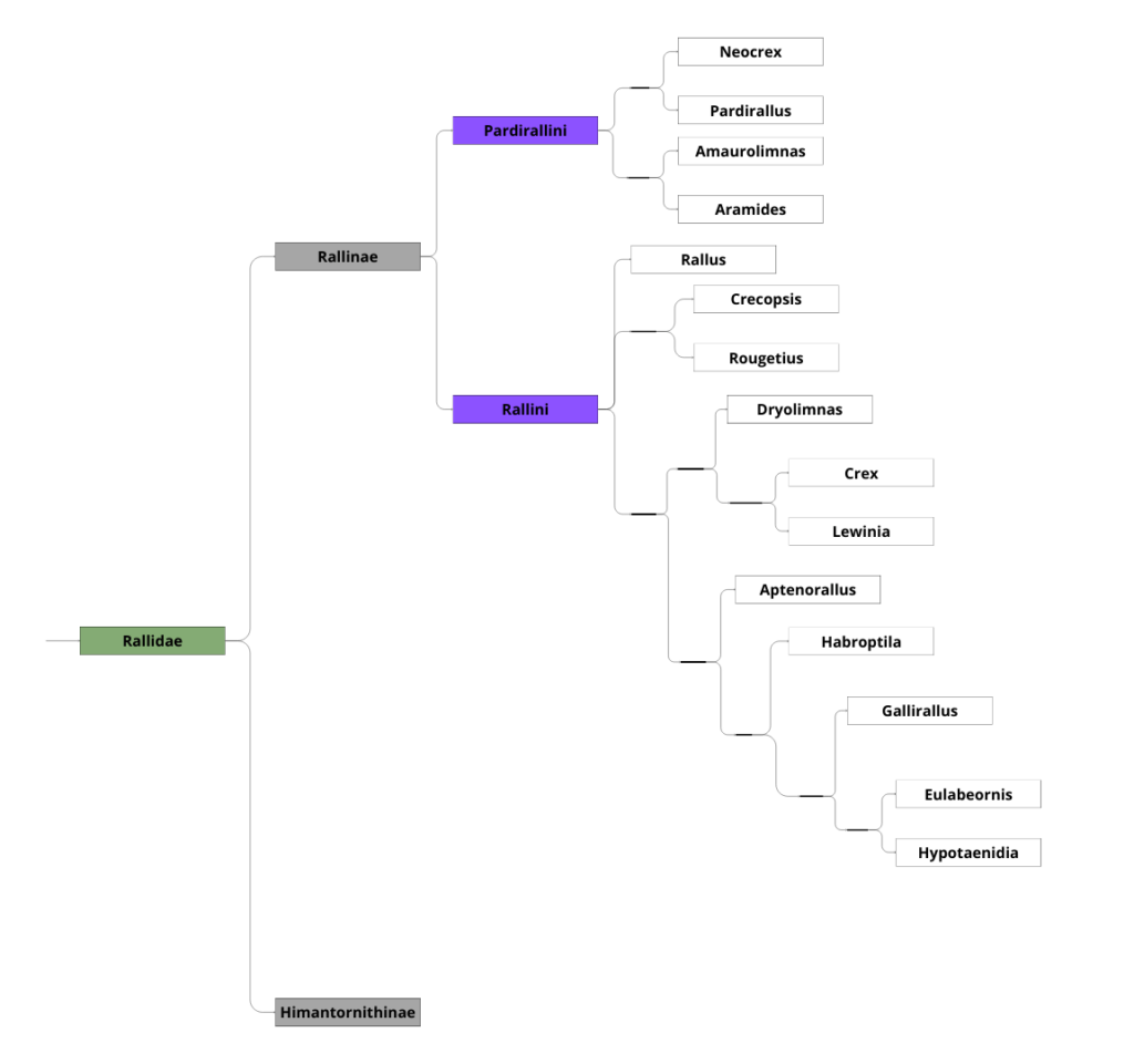 Classification des Rallidae 1 sur 2