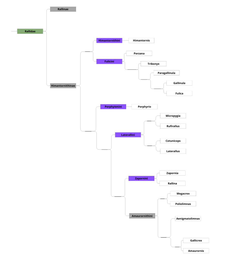 Classification des Rallidae 2 sur 2