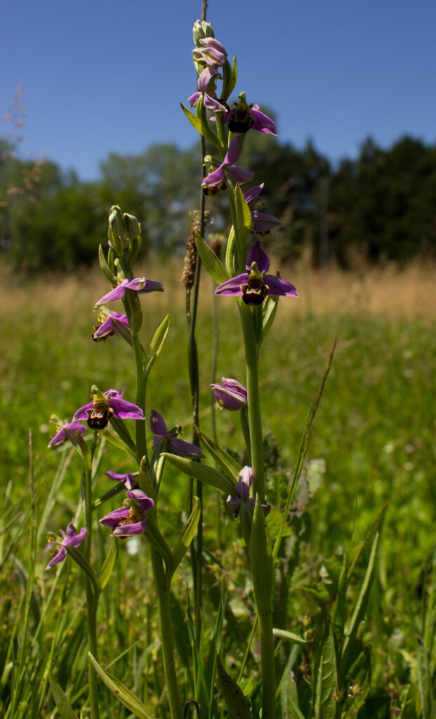 Ophrys apifera