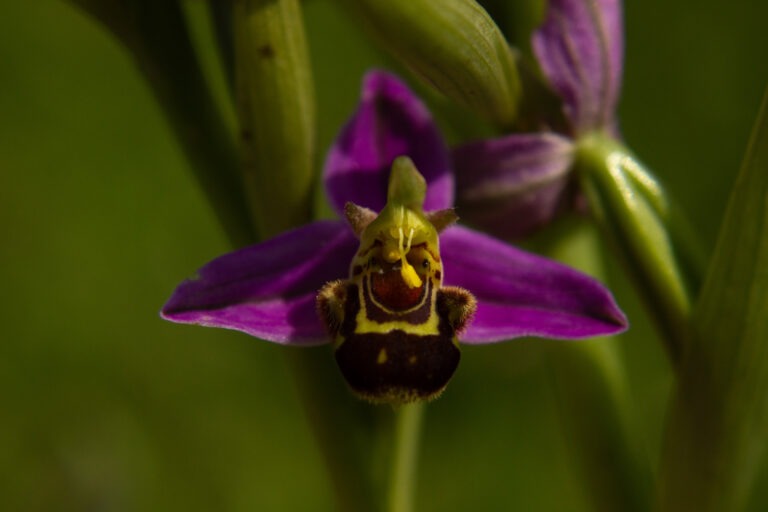 Fleur