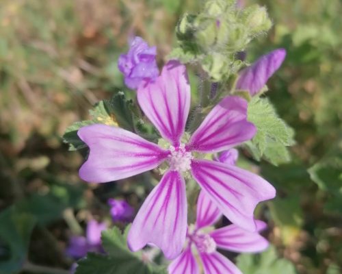 Malva sylvestris