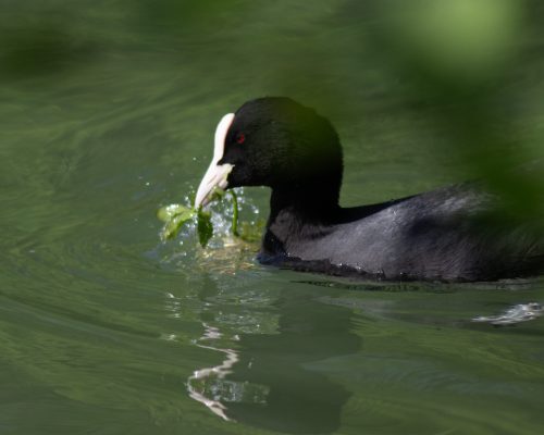 Fulica atra