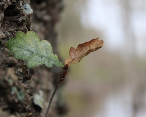 Les feuilles (Anatomie)