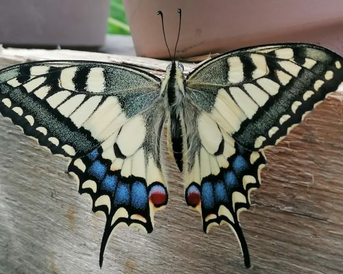 Papilio machaon