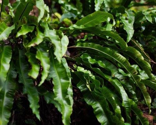 Asplenium scolopendrium​