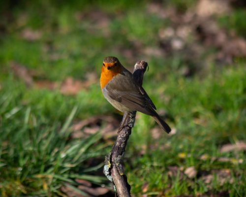 Erithacus rubecula