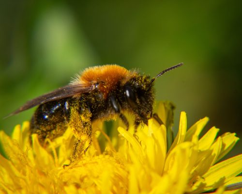 Pourquoi les pollinisateurs sont-ils si importants ?