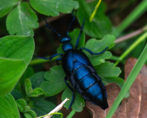 Meloe violaceus