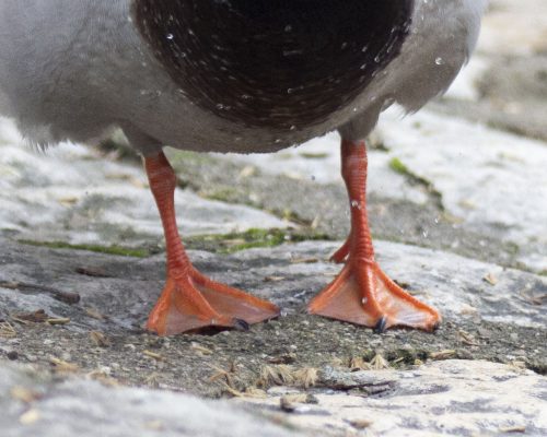 Les pattes sont palmées et courtes